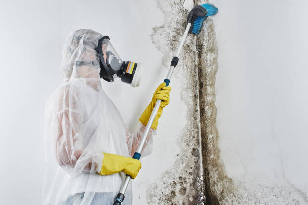 Best Commercial Mold Removal  in Cortland, OH