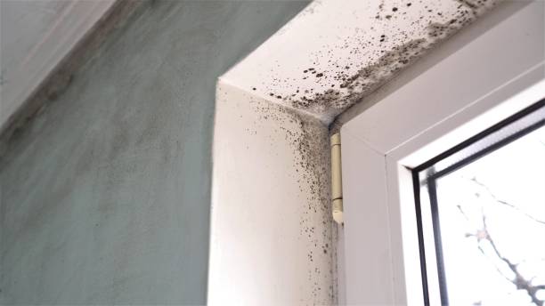 Attic Mold Removal in Cortland, OH