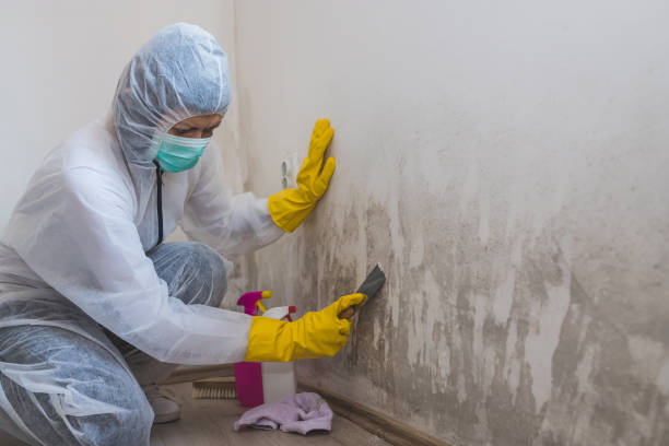 Best Mold Cleaning Services  in Cortland, OH