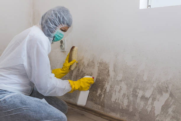 Best Fast Mold Removal  in Cortland, OH