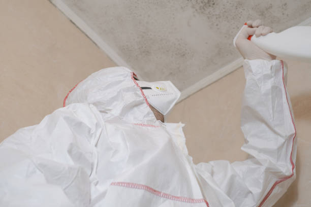 Best Attic Mold Removal  in Cortland, OH