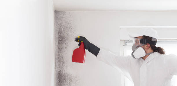 Best Toxic Mold Removal  in Cortland, OH