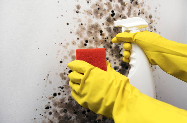 Best Home Mold Removal  in Cortland, OH