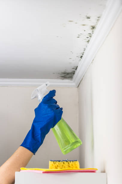 Best Residential Mold Removal  in Cortland, OH
