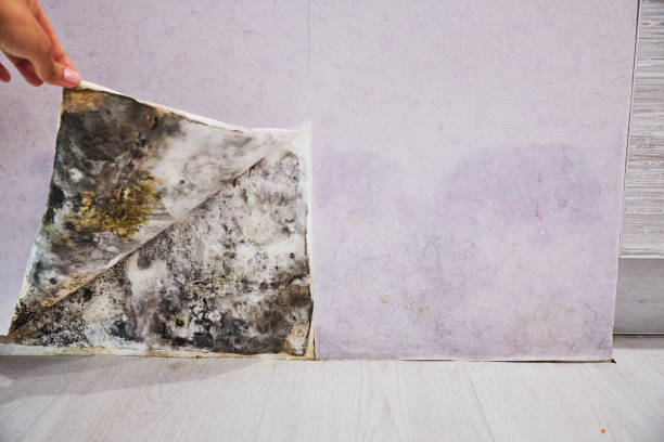 Best Same-Day Mold Removal  in Cortland, OH